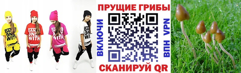 Галлюциногенные грибы Cubensis  как найти   Пенза 
