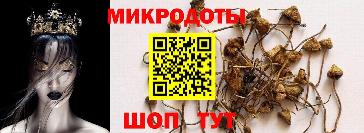 Галлюциногенные грибы прущие грибы Пенза